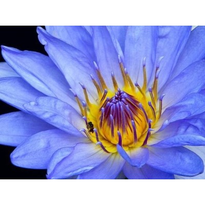 Blue Lotus (Nymphaea Caerulea)