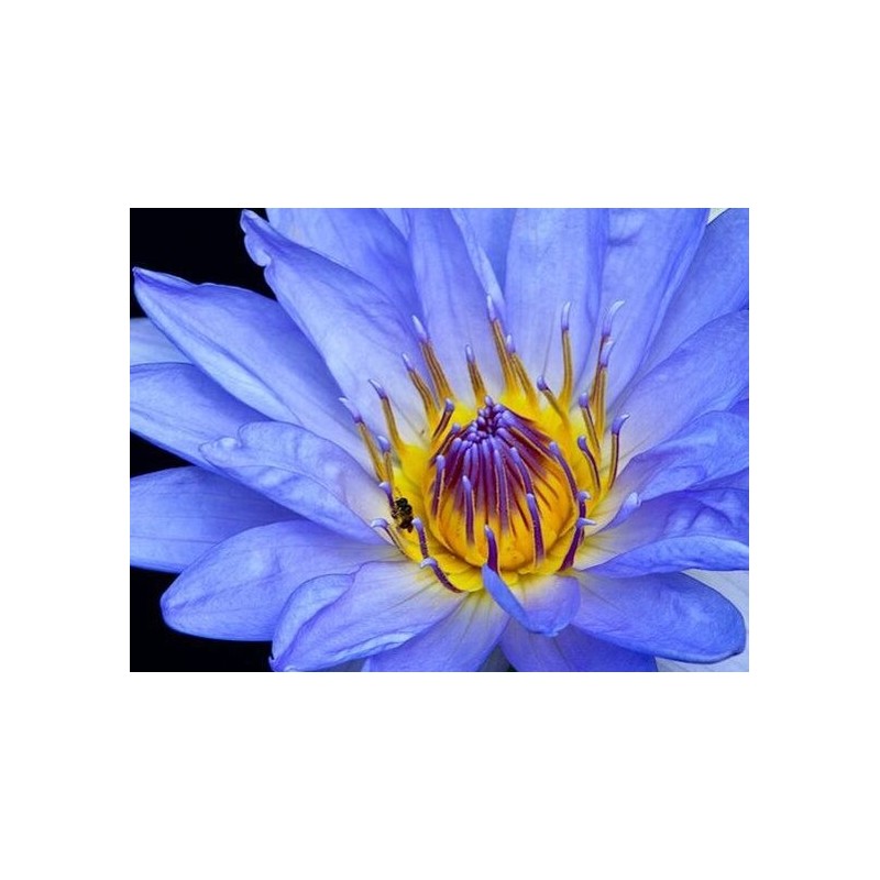 Blue Lotus (Nymphaea Caerulea)