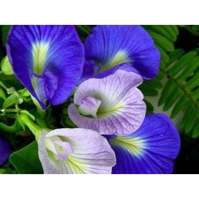 Butterfly Pea Flower