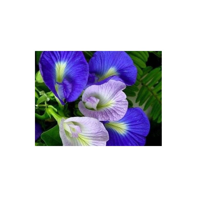 Butterfly Pea Flower