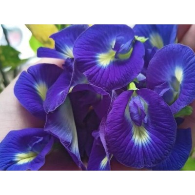 Butterfly Pea Flower