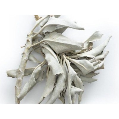 White Sage (Salvia Apiana)